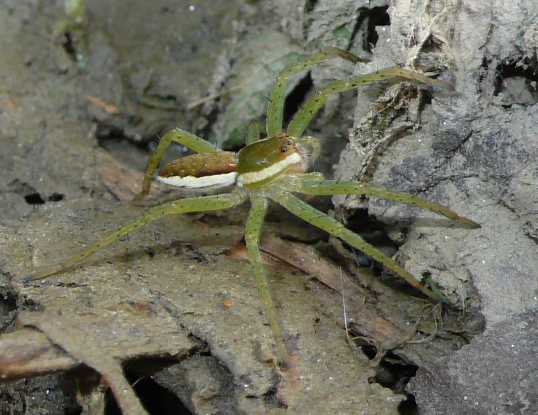 Dolomedes fimbriatus