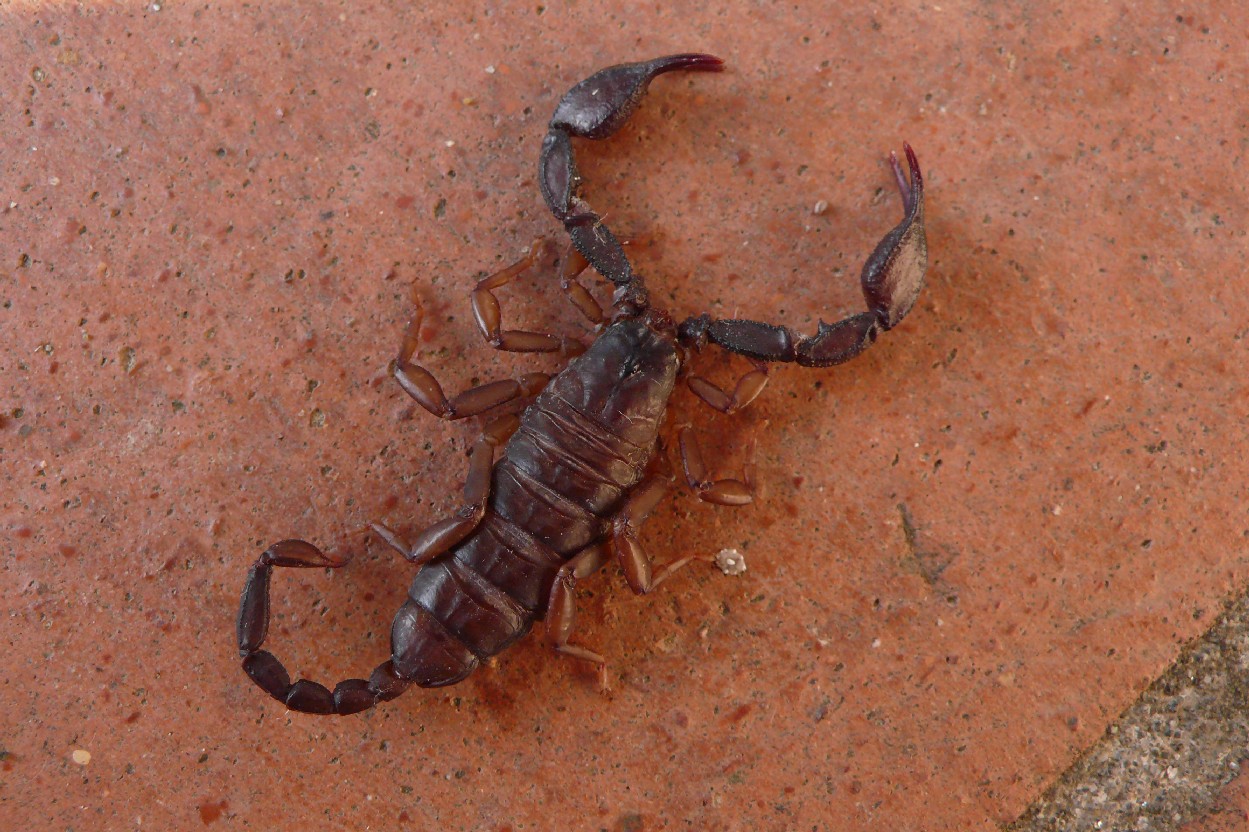 Euscorpius italicus