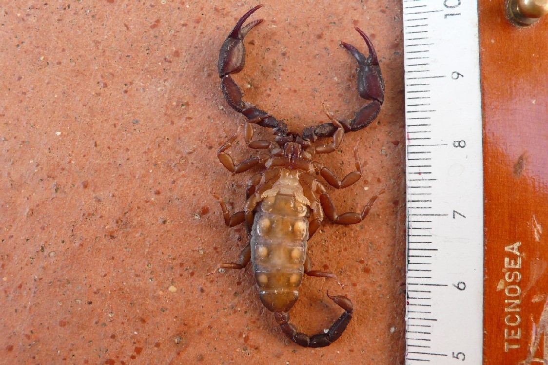 Euscorpius italicus