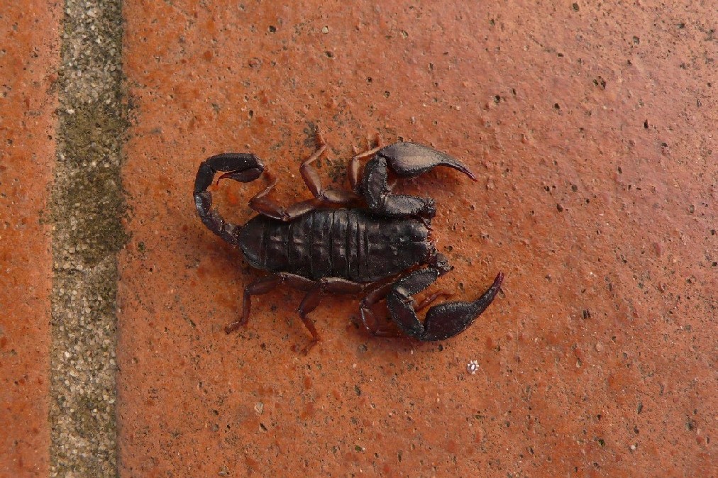 Euscorpius italicus