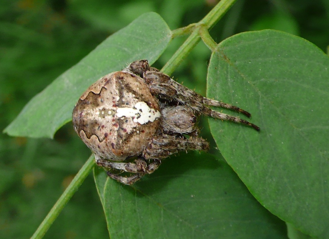 Araneus angulatus