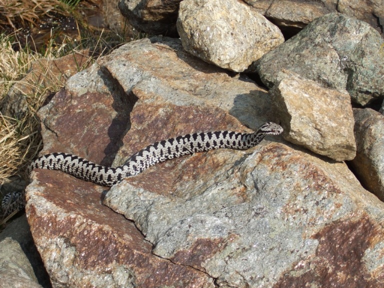 Marasso (Vipera berus) maschio