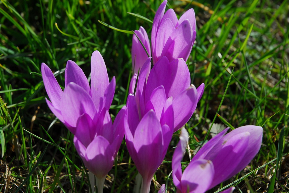 Colchicum autmnale / Colchico autunnale