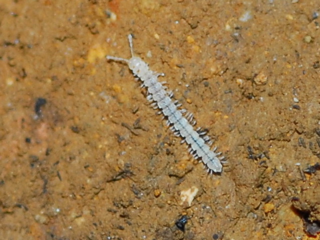 Julidae e Polydesmidae (Brachidesmus) in grotta, Sardegna