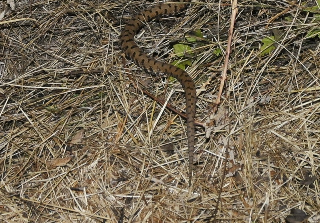 Vipera????