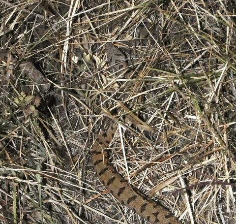 Vipera????