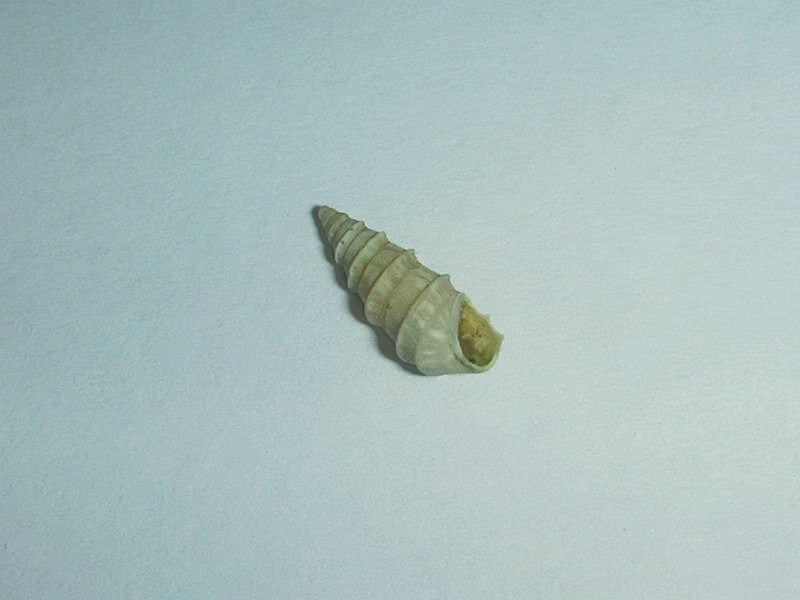 Pyrgula annulata