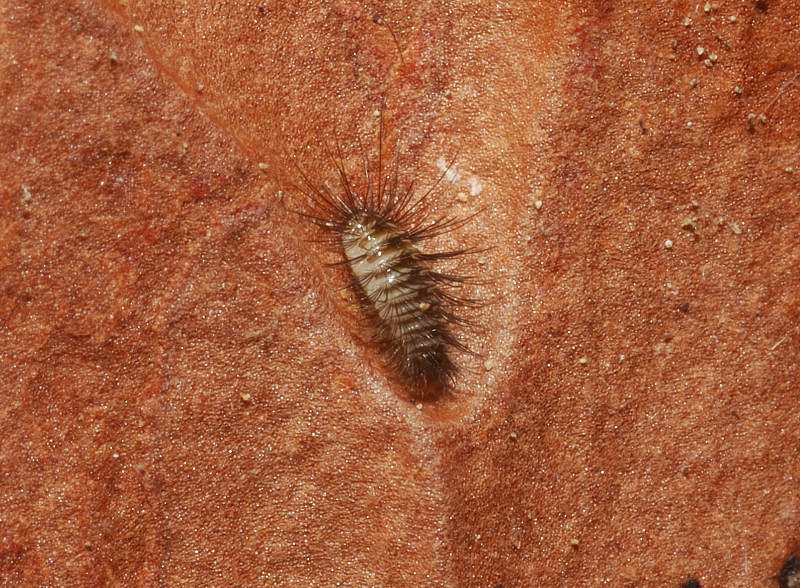 Larva di dermestidae
