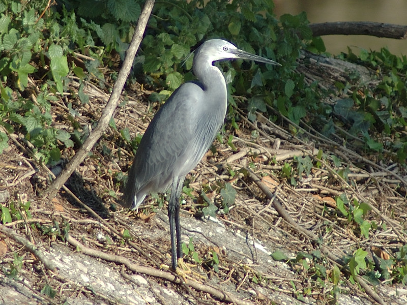 garzetta schistacea - Egretta gularis