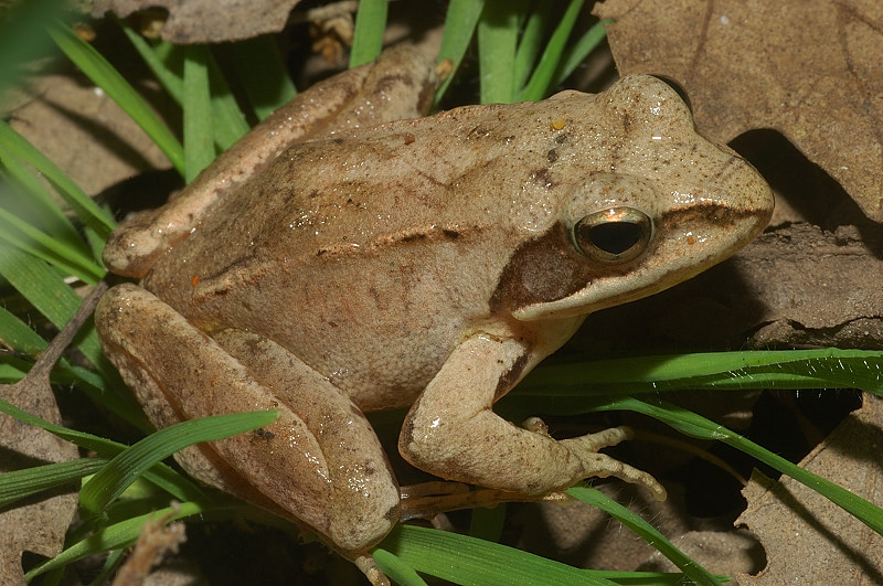 Rana agile - Rana dalmatina