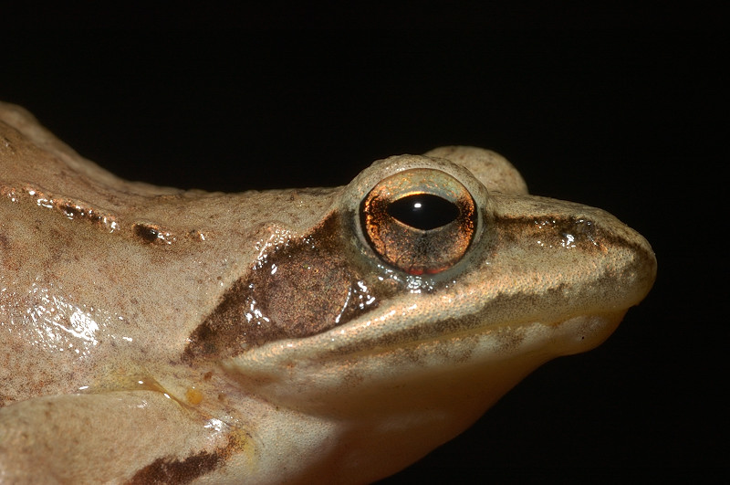 Rana agile - Rana dalmatina