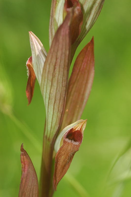 Serapias vomeracea?