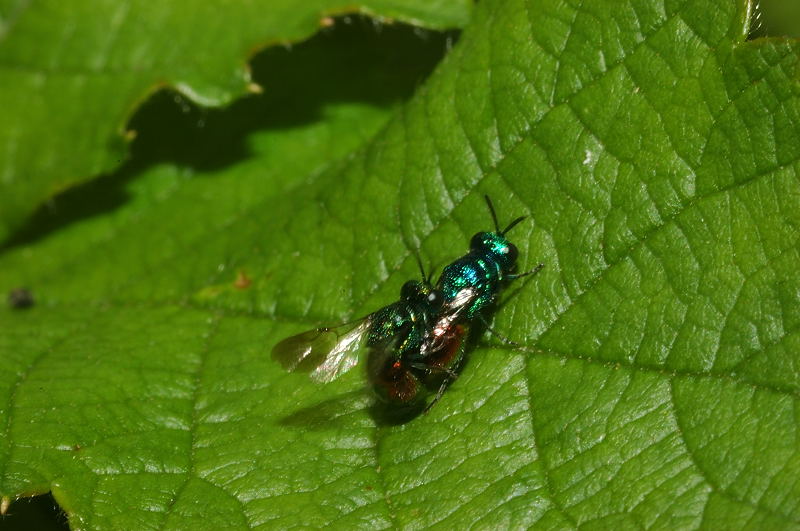 Chrysididae in accoppiamento - Pseudomalus auratus