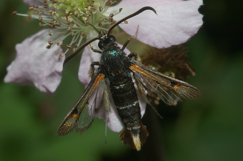 Pyropteron chrysidiforme??