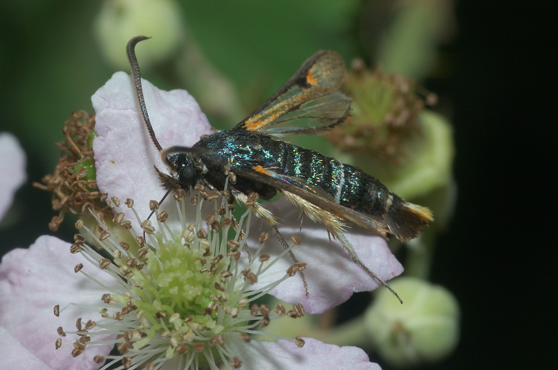 Pyropteron chrysidiforme??