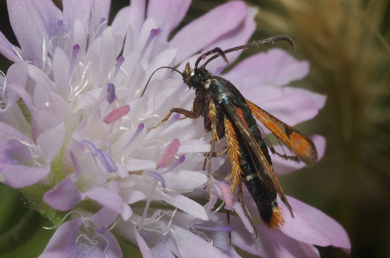 Pyropteron chrysidiforme??