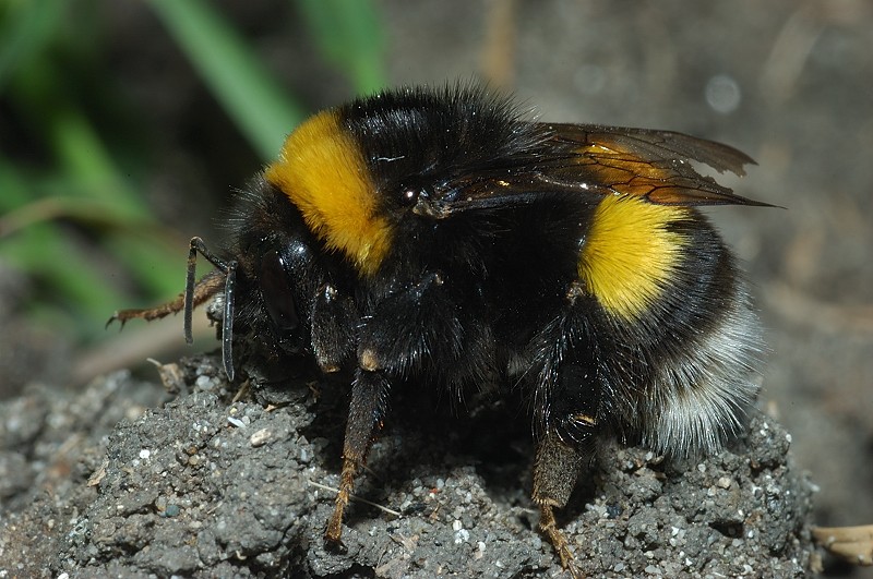 Bombus terrestris?