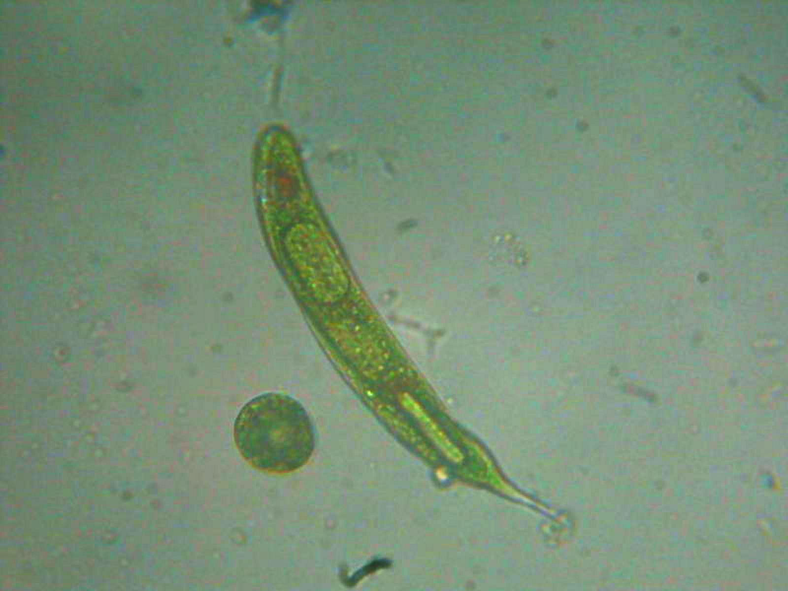 Euglena?