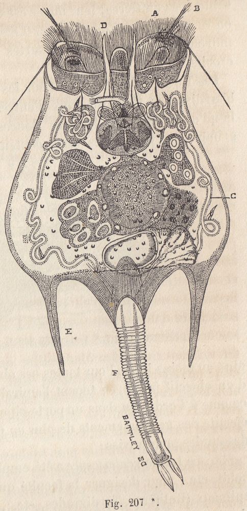 Tavole antiche