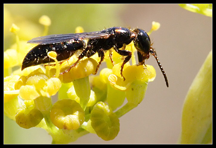 Piccolissimo Hymenoptera Bethylidae