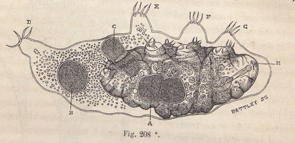 Tavole antiche