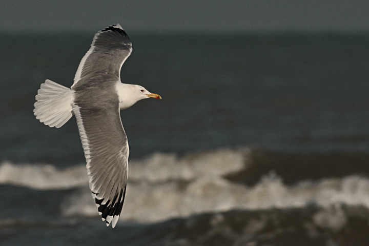 Gabbiano pontico (Larus cachinnans)