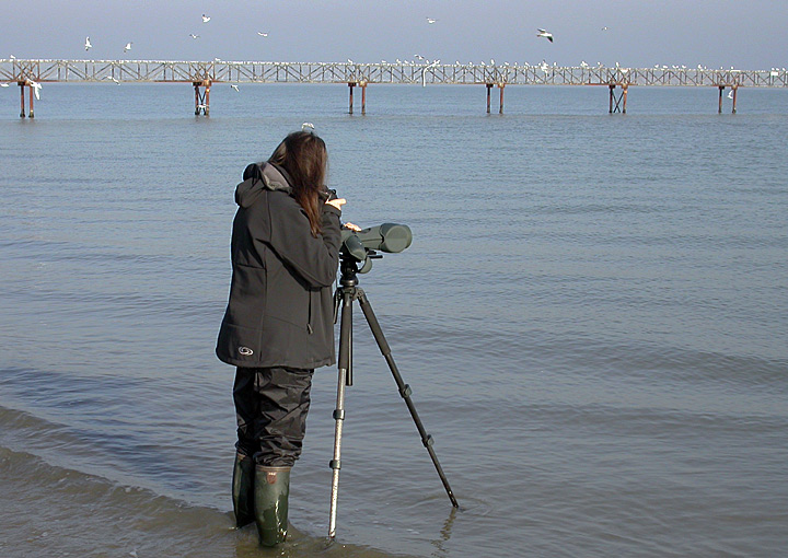 Raduno Gabbiani a Cesenatico sabato 20 febbraio 2010