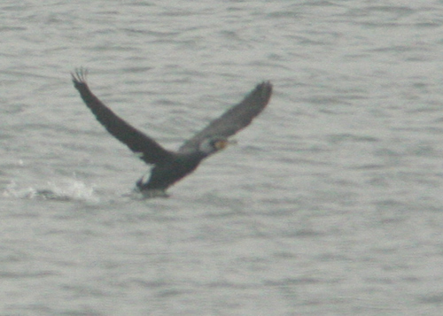 Cormorano in abito riproduttivo fotografato oggi