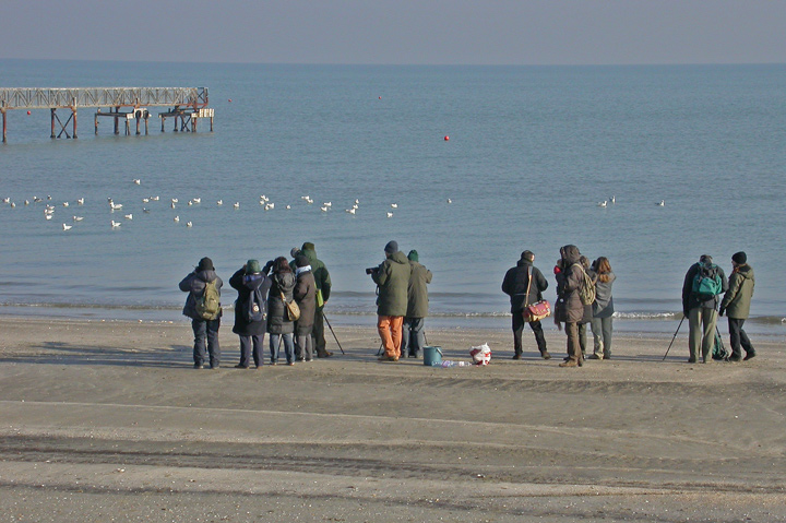 Raduno Gabbiani a Cesenatico sabato 20 febbraio 2010