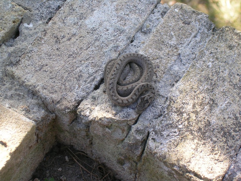 Ora nel mio giardino.