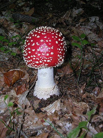 Armillaria cepistipes