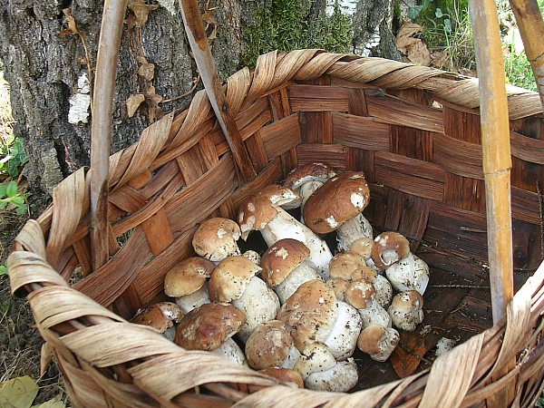 Sorpresa in giardino - Leucoagaricus leucothites