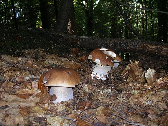 Armillaria cepistipes