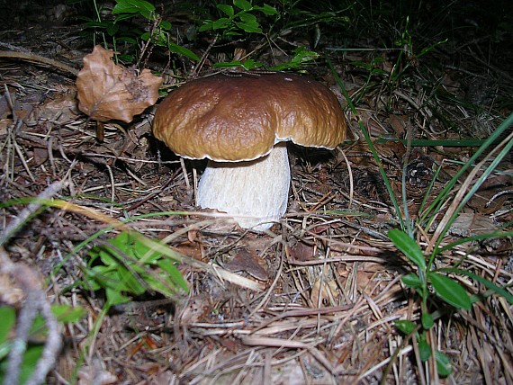 Armillaria cepistipes