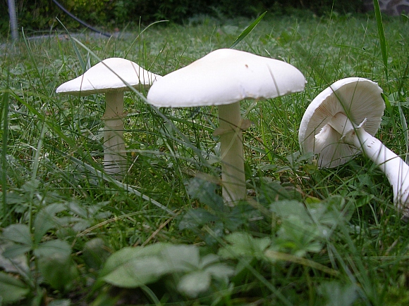 Sorpresa in giardino - Leucoagaricus leucothites