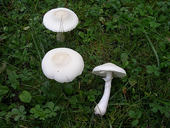 Sorpresa in giardino - Leucoagaricus leucothites