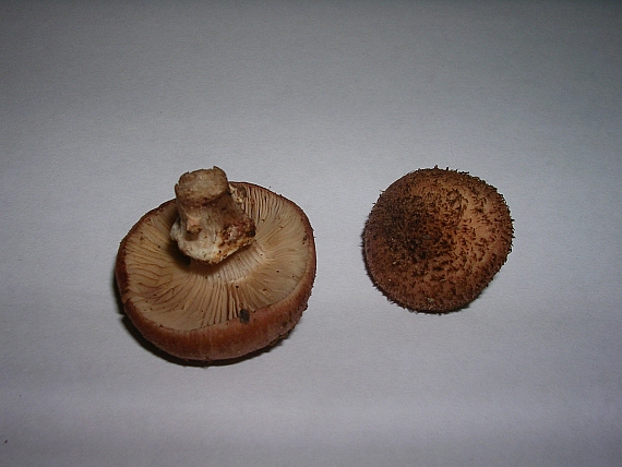 Armillaria cepistipes