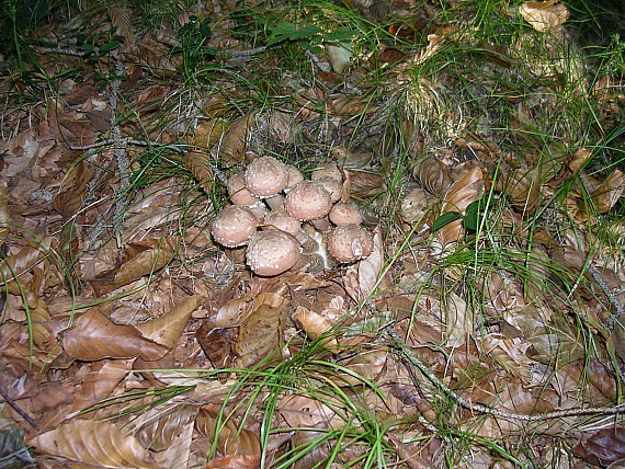 Armillaria cepistipes