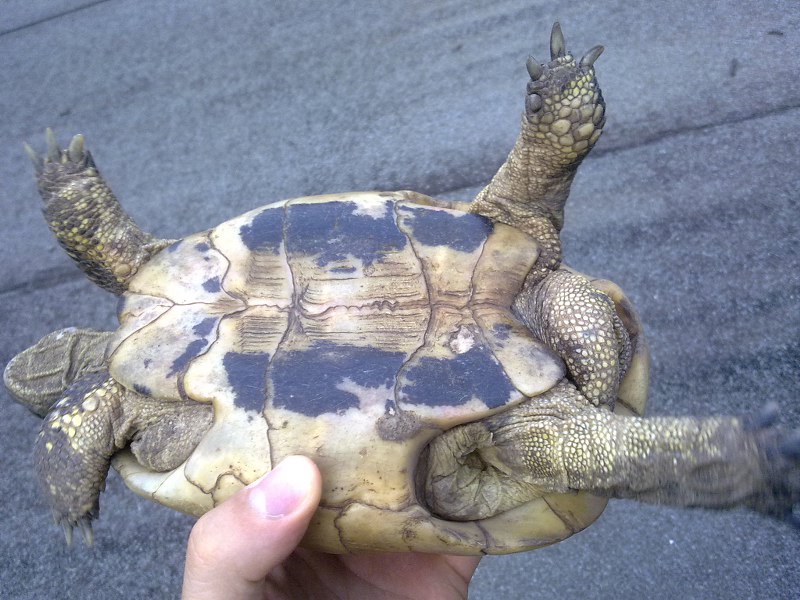 Testudo hermanni vs Testuto graeca