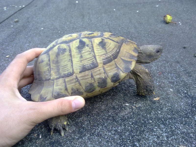 Testudo hermanni vs Testuto graeca