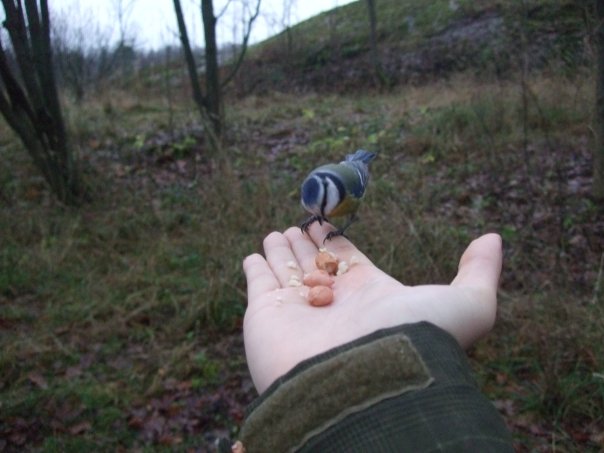 Animali finlandesi confidenti