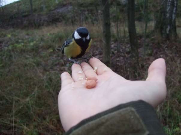 Animali finlandesi confidenti