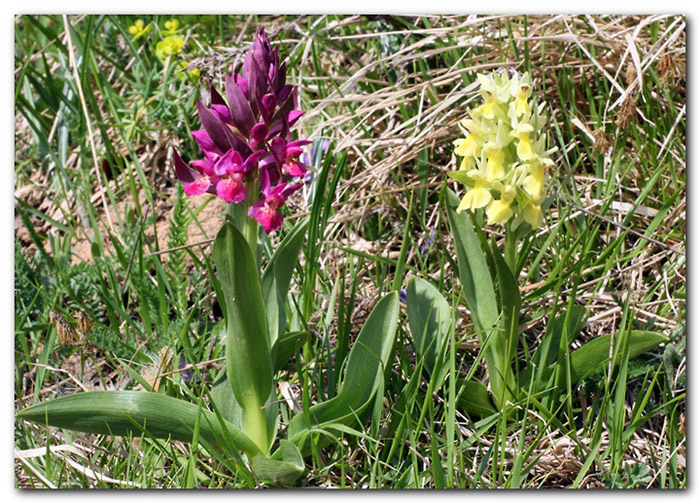 Orchis mascula e D. sambucina