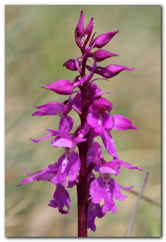 Orchis mascula e D. sambucina