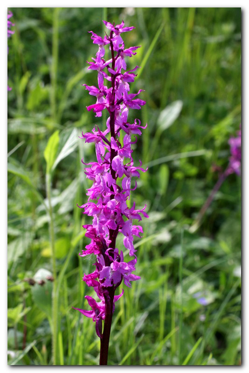 Orchis mascula?