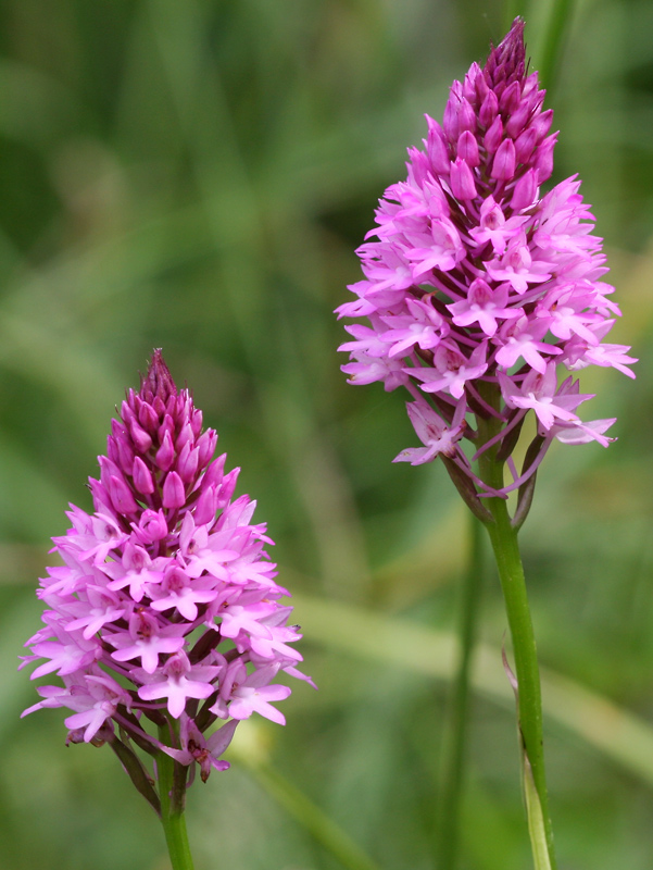 Anacamptis pyramidalis ?