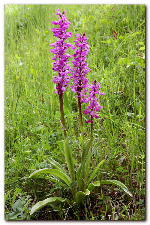 Orchis mascula?