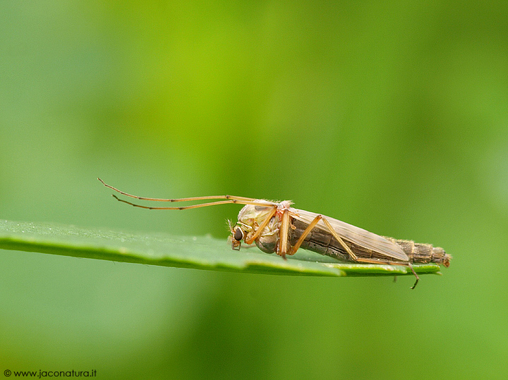 Chironomidae, Chironominae.