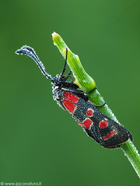 Zygaena... ma quale?  - Zygaena (Agrumenia) carniolica