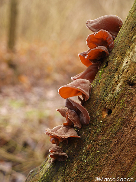 Funghi del legno (Auricularia auricula-judae)